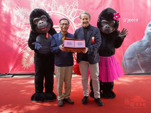 台北市立動物園8日為金剛猩猩舉辦婚禮，並邀請荷蘭貿易暨投資辦事處代表紀維德（右）、副市長蔡炳坤（左）觀禮，祝福金剛猩猩早生貴子、瓜瓞綿綿。（中央社提供）
