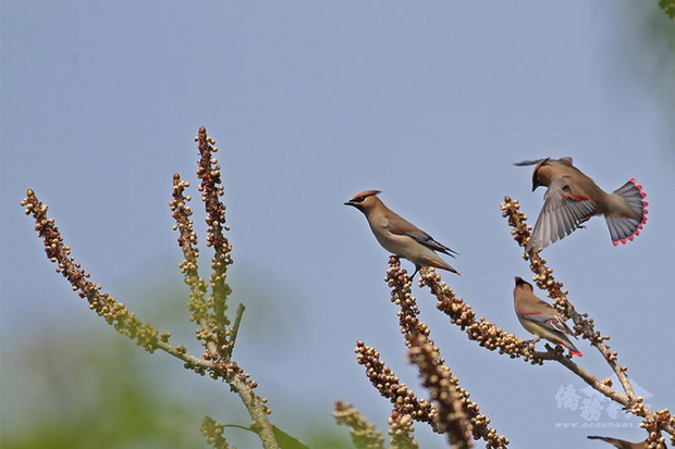 朱連雀是台灣難得一見的稀有過境鳥，雌雄鳥相似，全身有紅、黑、淡黃、緋紅、白、橙紅等顏色裝點，五彩繽紛，模樣可愛又美麗，不少資深鳥友30多年來首次在恆春半島見到朱連雀。（蔡乙榮提供）