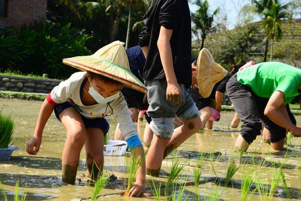 六堆園區老嫩大細 㧡秧蒔禾 農事學堂插秧體驗活動