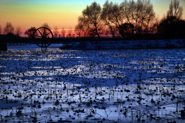 攝影家吳景騰追逐荷花身影逾40載，曾4度前往哈爾濱拍攝雪中殘荷，24日起在台北舉辦「四季如荷–吳景騰追荷攝影展」呈現他親手所攝荷花。圖為吳景騰拍攝冬日荷景。（吳景騰提供）