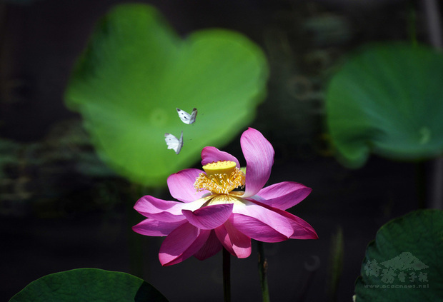 攝影家吳景騰追逐荷花40多年，24日起在台北推出「四季如荷–吳景騰追荷攝影展」，盼藉此呈現荷花帶給他的哲思。（吳景騰提供）