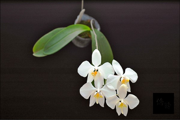 台灣原生種白花蝴蝶蘭「台灣阿嬤」的遺傳圖譜繪製，可望朝精準分子育種再邁進一大步。 