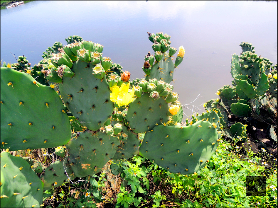 台西海岸仙人掌花期到來,開出美麗黃色花朵。(自由時報提供)