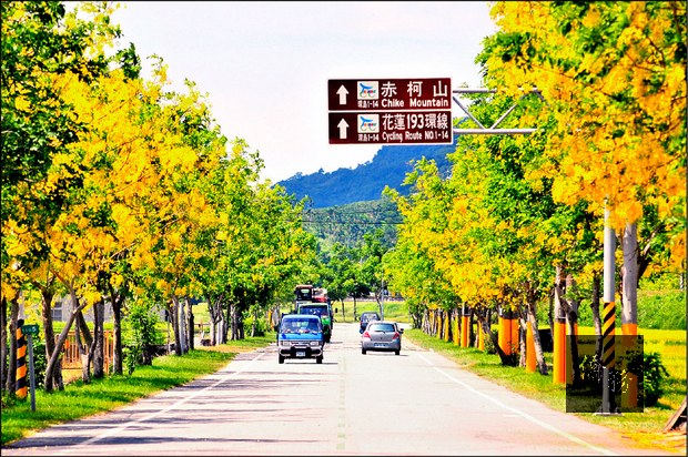 每年6、7月間，花蓮縣道193的樂合到東豐路段，盛開的阿勃勒把這段約2公里的路途點綴成為金黃色的大道，今年阿勃勒的花期從6月初開始，可持續長達1個多月，一直到7月初、中旬前應該都有花可賞。（自由時報提供）