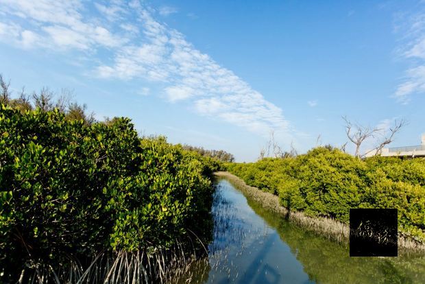 北門雙春濱海遊憩區擁有二百六十四公頃的紅樹林秘境，園區現清淤打通南側紅樹林水道，遊客搭乘遊園膠筏可深入遍布紅樹林、木麻黃枯木林的水漾森林，探訪紅樹林生態旅遊新玩法，獲遊客好評。（台南市觀光局提供）