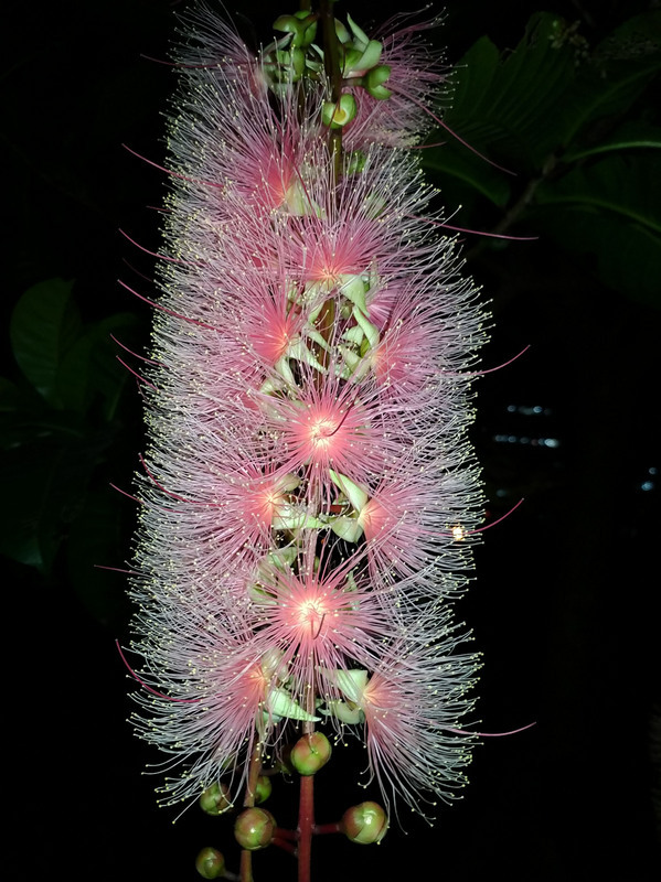壽命短暫，有「夏日煙火」美稱的穗花棋盤腳（圖）最近悄悄在台北市榮星花園盛開，穗花棋盤腳盛開時間多在晚間7、8時，隔天清晨就花謝，民眾賞花可要抓對時機。（台北市公園處提供）
