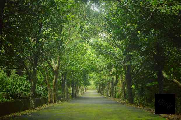 墾丁國家公園管理處與林業試驗所簽訂共同輔導滿州鄉生態旅遊觀光促進會,經營滿茶古道環境教育生態旅遊行程,兩單位上週宣布「滿茶古道」生態旅遊開放體驗 。(墾丁國家公園管理處提供)