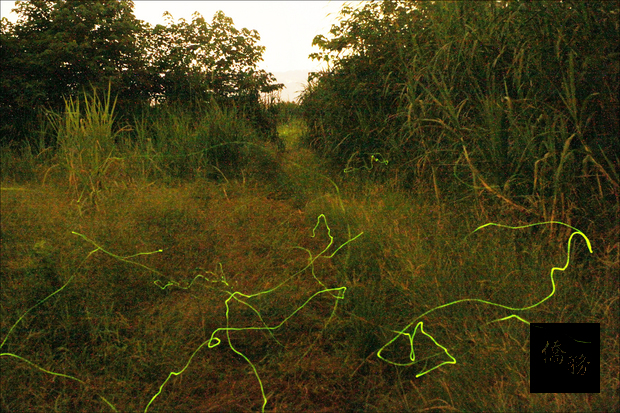 台灣窗螢大樹龍目社區飛舞,成為高雄今年最後螢光。(自由時報提供)