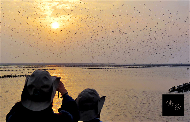 黑腹燕鷗已到北門潟湖報到，數量近5千隻，傍晚時黑腹燕鷗會飛回潟湖上空盤旋再降落蚵棚棲息。（自由時報提供）