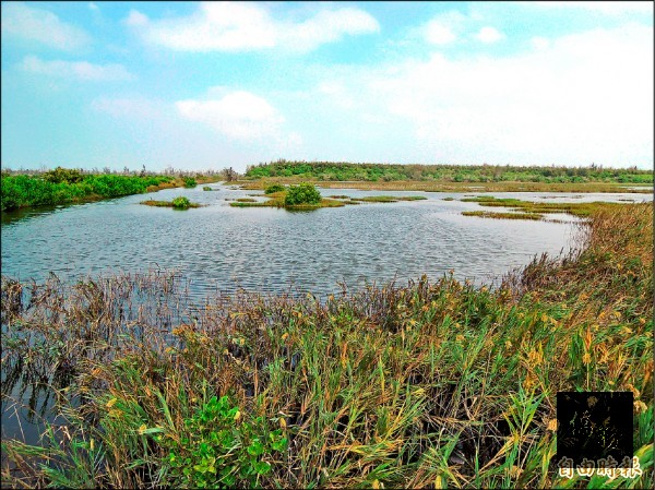 下湖口濕地曾出現「藍眼淚」奇景，照片貼上網路，引起網友驚奇。（自由時報提供）
