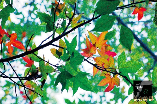 天氣漸涼，關子嶺紅葉公園的楓葉開始轉紅。（自由時報提供）