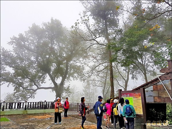 不少遊客來欣賞楓紅，但目前數量仍少。（自由時報提供）