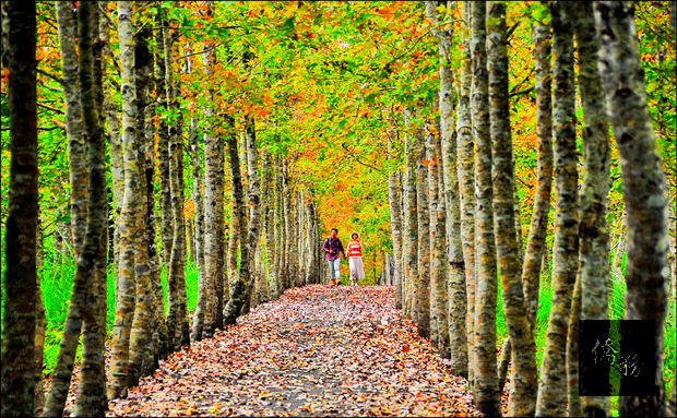 花蓮平地森林園區楓葉紅了，景色浪漫到炸，是男生帶女友來拍美照首選景點。（自由時報提供）