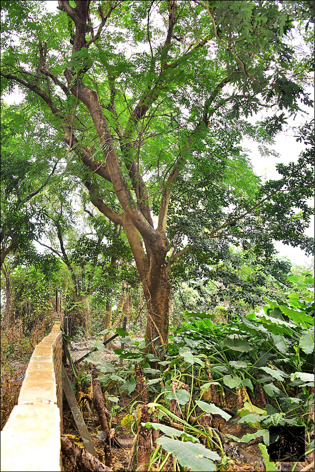 萬丹甘蔗育種場的百年老孔雀豆樹。（自由時報提供）