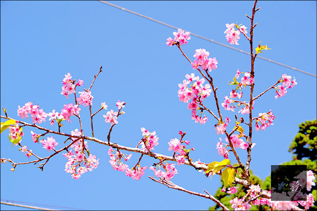竹崎鄉中和國小校門與校內三十多株河津櫻，已綻放粉紅色花朵。（自由時報提供）