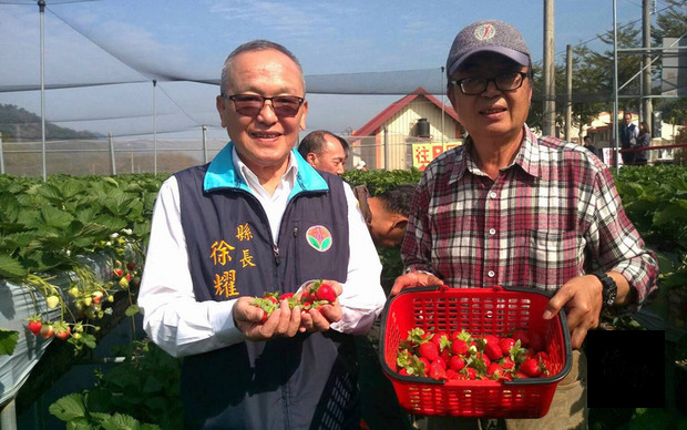 苗栗大湖草莓進入產季，縣長徐耀昌（左）28日出席「2017苗栗草莓溫泉季」宣傳記者會，並進入草莓園體驗採果。（中央社提供）