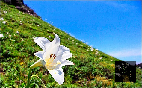 東北角近年積極復育台灣百合，讓荒地重現生機。(自由時報提供)