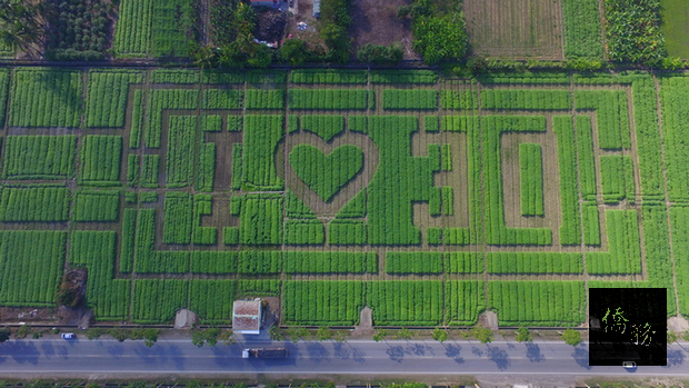 高雄市杉林區公所打造大型葵花迷宮，從空中俯瞰，迷宮路徑正好形成「我愛30」造型。迷宮將自2月10日起正式開放，歡迎民眾把握春節假期前來體驗。（杉林區公所提供）
