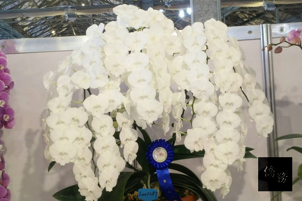 2018台灣國際蘭展的大獎花，由鮮明農業所培育的「大唇瓣」品系白花蝴蝶蘭勝出，出瓶栽植3年，已開出3梗共142朵花。（台南市農業局提供）