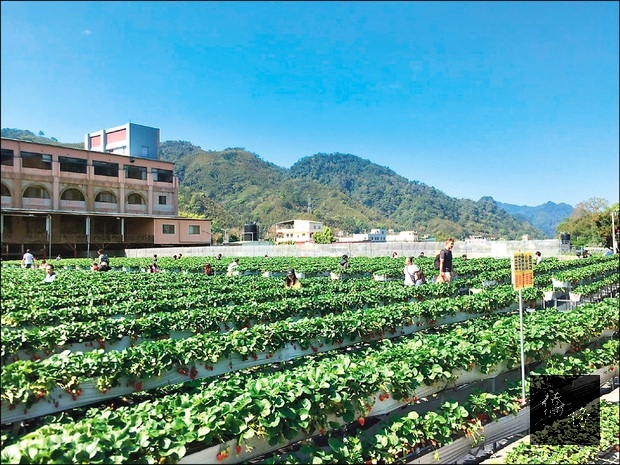 大湖草莓農村亮點推廣計畫,邀民眾慢遊大湖。圖為遊客採草莓畫面。(自由時報提供)