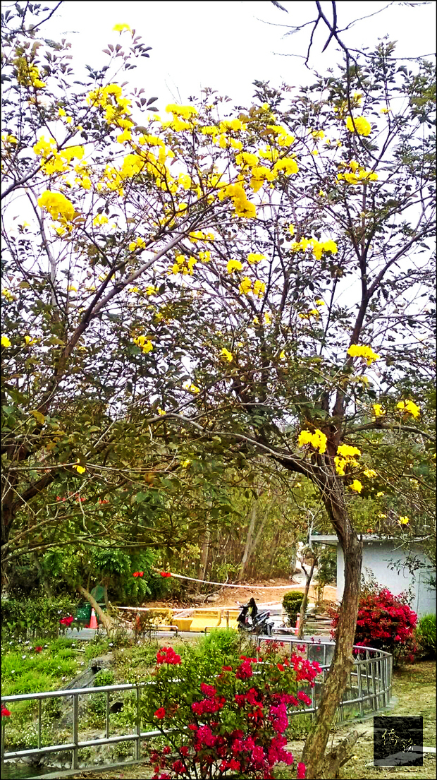澄清湖黃金風鈴木盛開。