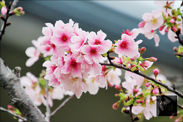 竹東生態河濱公園內的八重櫻和吉野櫻，預估花期可到本月底。(自由時報提供)