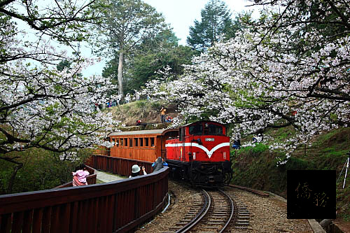 法國紀實鐵道旅遊節目「與眾不同的火車」應邀到台灣取景，足跡遍及全台，拍攝內容包括阿里山高山鐵道、高鐵等。圖為阿里山祝山線火車。