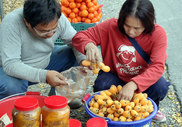 台東鹿野地區冬季氣溫較同緯度西部高，有利於枇杷的幼果越冬，產期約可較國內其他產地提早2至3星期左右，是全國最早的枇杷產地；因枇杷有潤肺之效，相當搶手。（中央社提供）