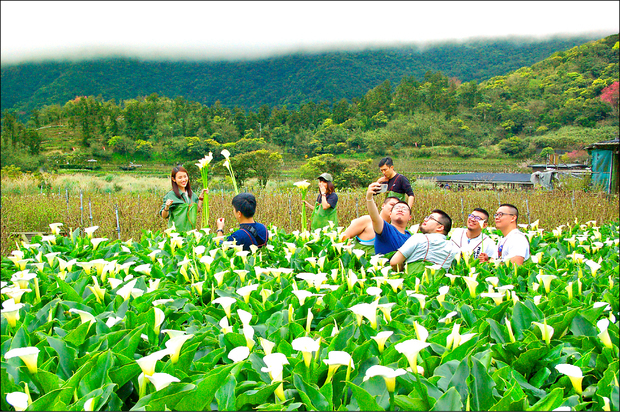 竹子湖海芋花盛開，吸引年輕男女欣賞、體驗採摘，還拍照留下美好回憶。（自由時報提供）