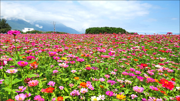 花蓮七星潭四八高地曼波園區開滿百日草。 （自由時報提供）