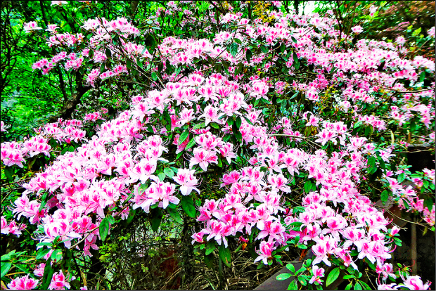 奧萬大的埔里杜鵑盛開，粉嫩顏色十分賞心悅目。（自由時報提供）