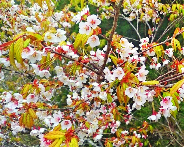 太平山白櫻花盛開。（自由時報提供）