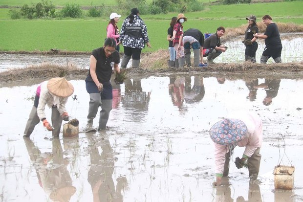 花東縱谷國家風景區管理處推廣「2020脊梁山脈旅遊年」,邀請阿美族藝術家優席夫設計稻田彩繪圖案,並選在東里鐵馬驛站種植彩繪稻田;為完整呈現優席夫的設計,且東里稻田並非方正而是不規則型,無法使用機器種稻,完全由人力彎腰種植。(中央社提供)