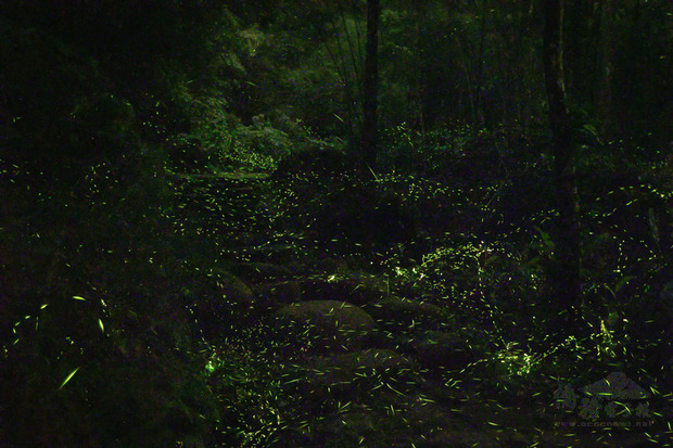 螢火蟲及油桐花季節到來，交通部觀光局參山國家風景區管理處推出輕旅行遊程，邀請在地專業導覽人員帶領民眾，在白天賞桐花、夜晚探訪螢光熠熠的秘境，體驗獅頭山生態之美。（交通部觀光局參山國家風景區管理處提供）