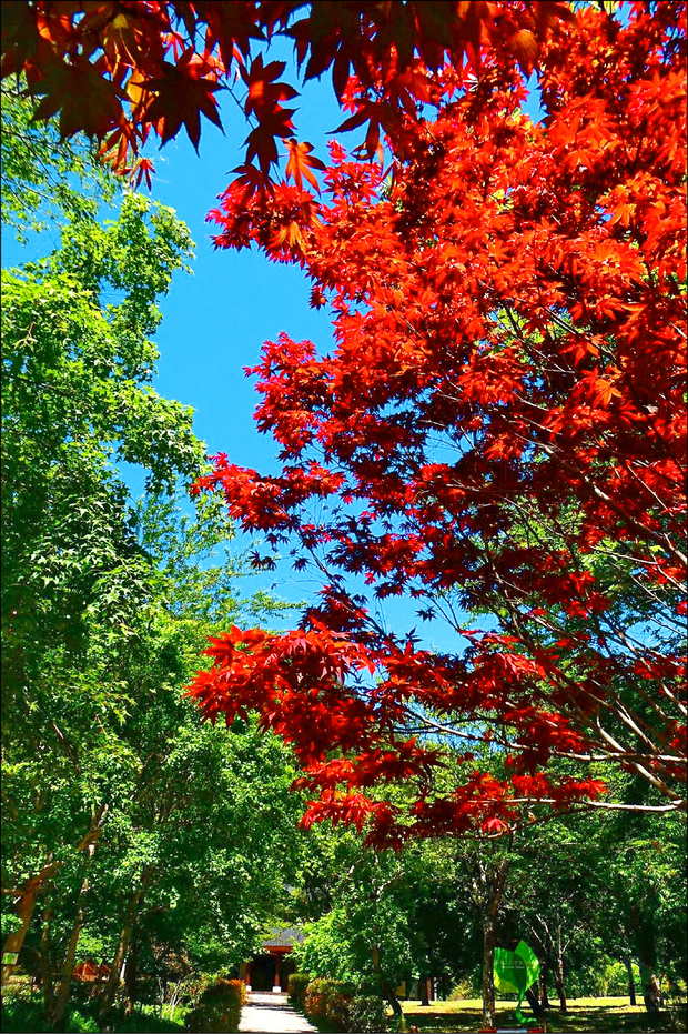 奧萬大的日本紅楓紅得讓人驚呼「美呆了」。（自由時報提供）
