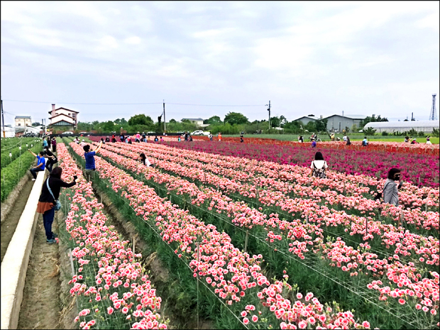 花農董韋志種植的康乃馨花田開放民眾入園，假日吸引爆多的「追花客」。（自由時報提供）