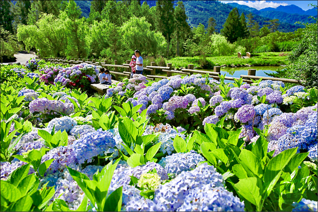 武陵農場繡球花步道長達四百公尺，壯觀美麗。（自由時報提供）