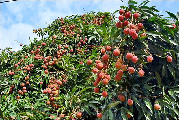 太平荔枝節將登場，今年荔枝盛產，太平農會推出荔枝採果、荔枝果樹認養，讓民眾吃到新鮮的荔枝。（記者陳建志攝）