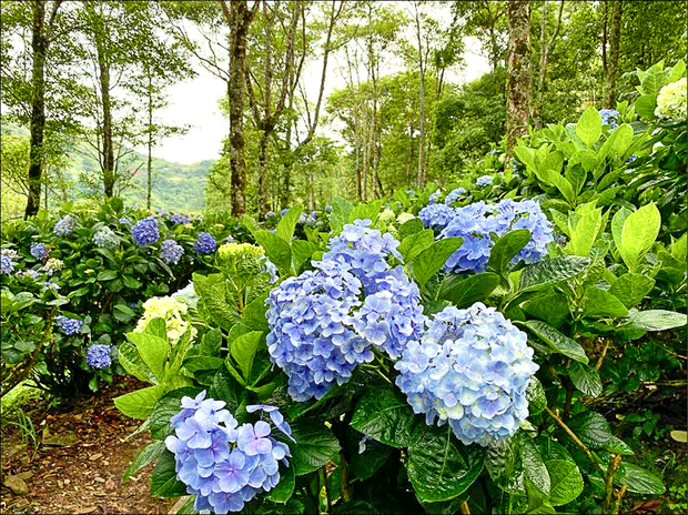 金針山繡球花盛開，浪漫靛藍驚豔迎賓，整個花期將持續到七月中旬。（自由時報提供）
