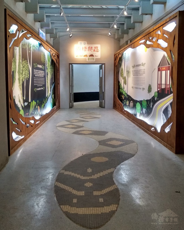 台北市動物園25日重新開園,推出「台灣兩棲爬蟲動物特展」,希望讓民眾認識台灣特有的兩棲、爬蟲在野外的生態風貌,共同守護台灣生態環境。(中央社提供)
