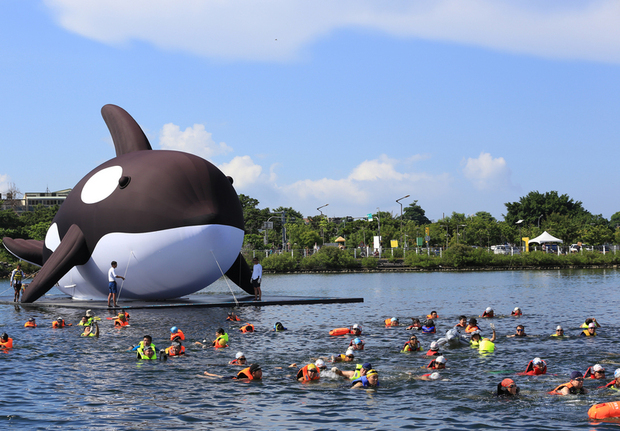 號稱全球最大的虎鯨裝置藝術「安平虎鯨Orca」，11日在多人伴游下，前進安平區東興洋行前水域，預定15日公開亮相。（中央社提供）