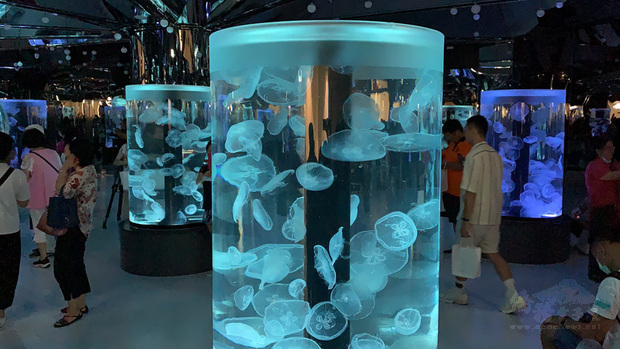 日本橫濱八景島海島樂園的首座海外分館Xpark進駐桃園青埔，8月將盛大開幕，館內「癒見水母」區展示多種類水母，搭配光影變化更加吸睛。（中央社提供）