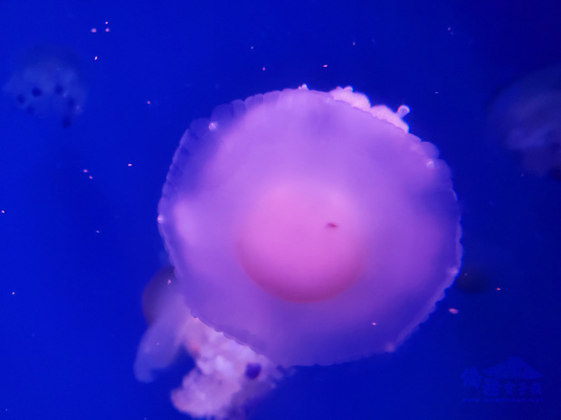 位於屏東車城鄉的國立海洋生物博物館近年來頻頻有新生物復育成功，最近復育成功的荷包蛋水母，又稱為地中海水母，外型就像個水波蛋。（海生館提供）