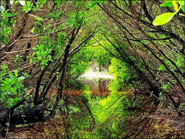 「鹿耳綠廊」的欖李紅樹林隧道自然天成，尤其雨季造訪，綠隧道倒映水中更是漂亮。（自由時報提供）