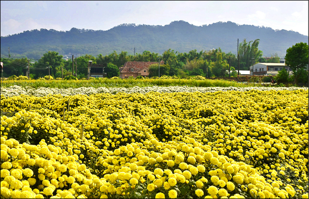 銅鑼種植杭菊已有數十年，是台灣首要的杭菊產地。