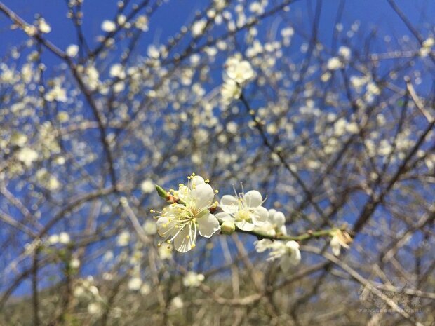 太魯閣國家公園管理處指出,目前山月村、布洛灣梅花已盛開,這2天氣溫回暖,賞花遊客不少,這次開花期氣溫低、沒有強降雨,梅花開得很旺盛,預計盛花期可持續到1月底。圖為布洛灣遊憩區梅花盛開美景。(圖:太魯閣國家公園管理處提供)