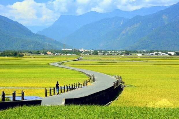 受疫情影響無法出國旅遊,一波波國旅熱潮讓東部成為熱點,台東縣政府近年來推動觀光,主打「慢經濟」概念,2020年疫情肆虐,在大量外國觀光客流失情況下,旅遊人次仍突破千萬。圖為台東池上天堂路。