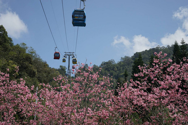 日月潭櫻花季即將登場，交通部觀光局日月潭國家風景區管理處27日表示，除九族文化村、國立暨南國際大學每年舉辦的多場賞櫻活動，日月潭周邊賞櫻地點也推薦伊達邵親水步道、慈恩塔步道、魚池鄉香茶巷及有水巷、金龍山步道、信義鄉光復巷。