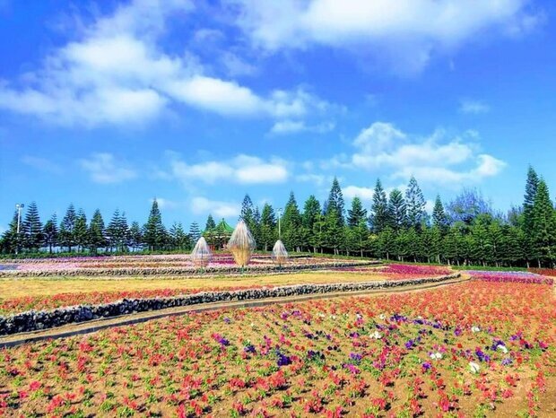 澎湖休憩園區花海今年以「牛來運轉花爭豔」為主題，5日正式對外開放，園區內色彩繽紛、群花盛開，形成一處美麗的花花世界。