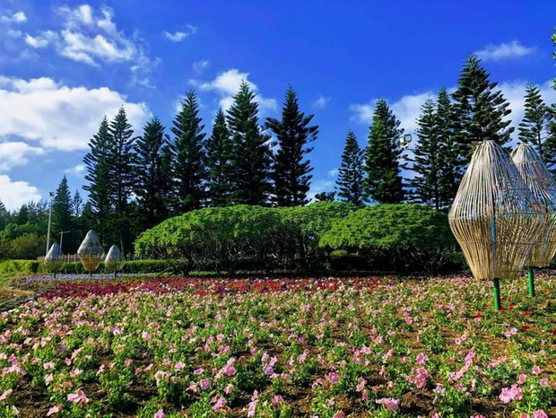 澎湖休憩園區花海將於5日正式對外開放，今年以「牛來運轉花爭豔」為主題，占地有2.5公頃。